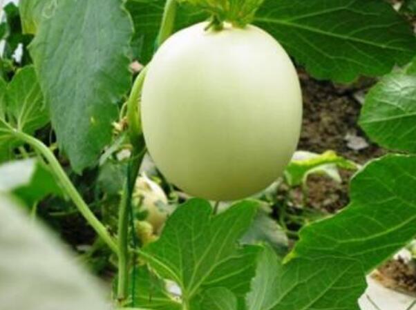 香瓜圖片，香瓜開花圖片，香瓜怎么