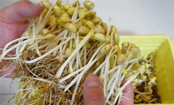 黃豆芽怎么發最快又好，黃豆芽怎么發
