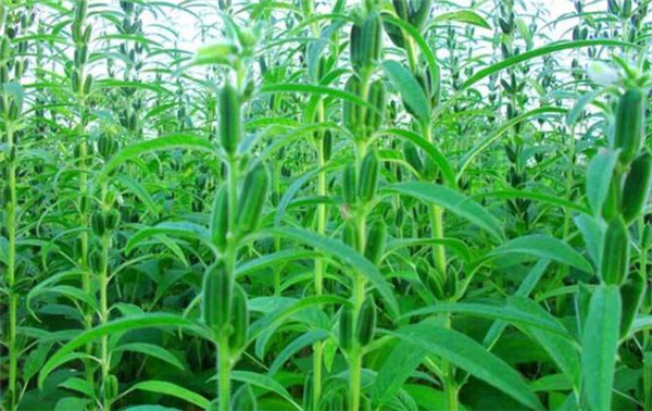 芝麻種植時間，芝麻播種方式