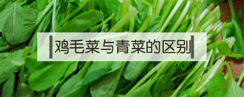 雞毛菜與青菜的區(qū)別