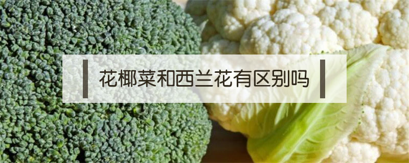 花椰菜和西蘭花有區(qū)別嗎