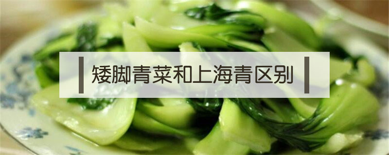 矮腳青菜和上海青區(qū)別