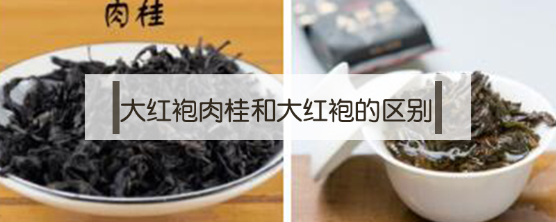 大紅袍肉桂和大紅袍的區(qū)別