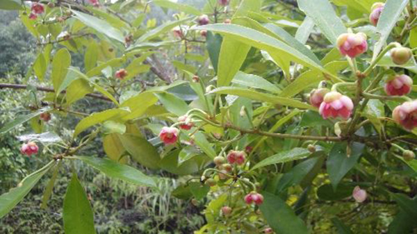 八角種植適應什么地區(qū)，八角什么時