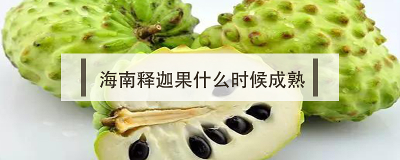海南釋迦果什么時候成熟