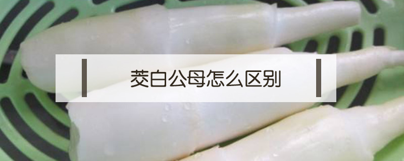 茭白公母怎么區別