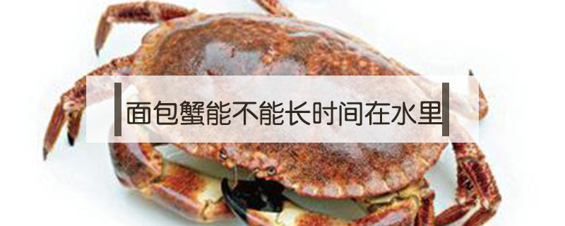 面包蟹能不能長(zhǎng)時(shí)間在水里