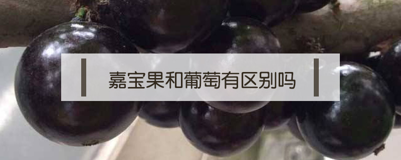 嘉寶果和葡萄有區(qū)別嗎