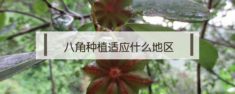八角種植適應什么地區(qū)