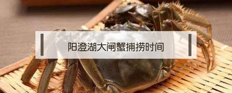陽澄湖大閘蟹捕撈時(shí)間