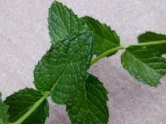 大葉香菜和小葉香菜的區(qū)別，大葉十
