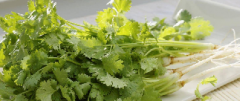 孕婦可以吃香菜嗎對(duì)胎兒有影響嗎，孕婦十大禁忌蔬菜