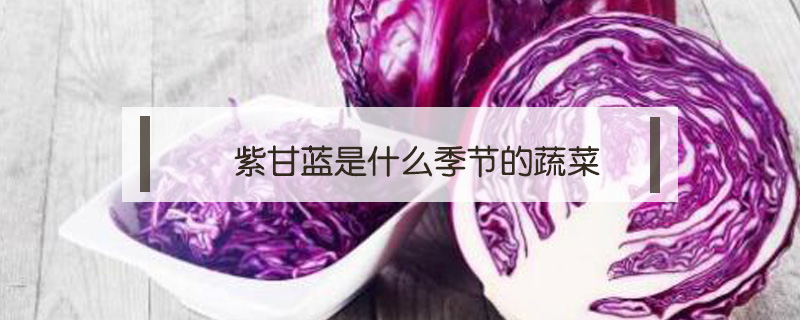 紫甘藍(lán)是什么季節(jié)的蔬菜
