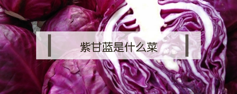 紫甘藍(lán)是什么菜