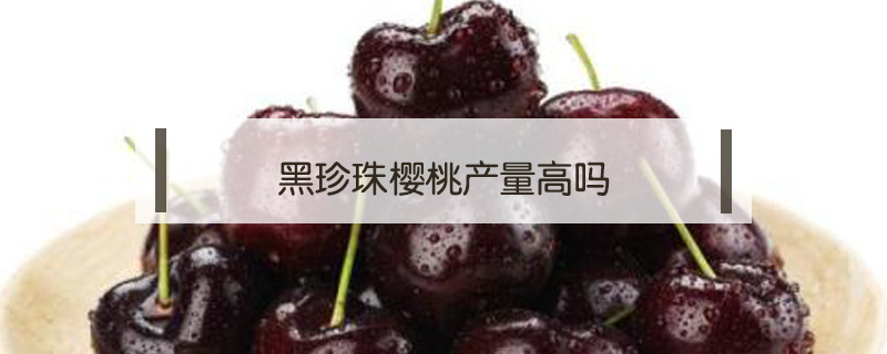 黑珍珠櫻桃產(chǎn)量高嗎