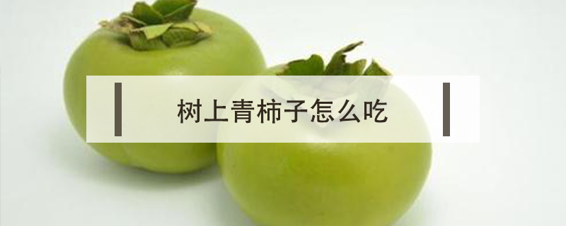 樹上青柿子怎么吃