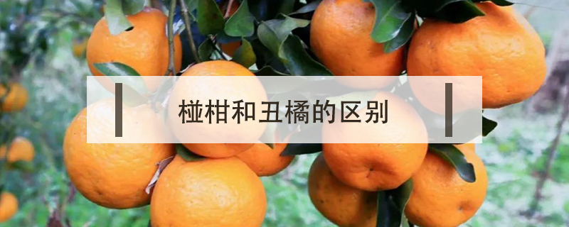 椪柑和丑橘的區別