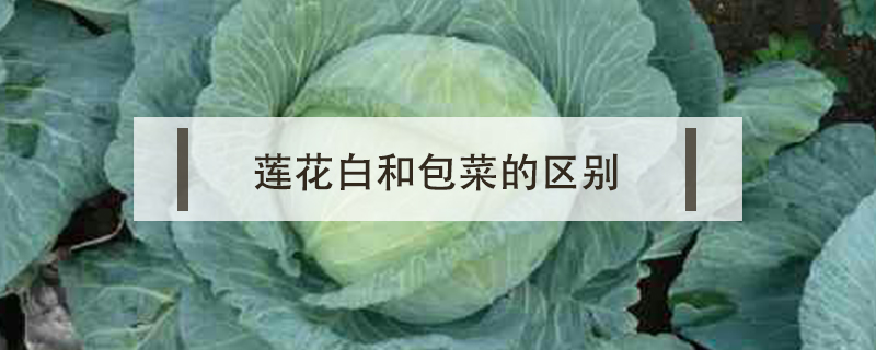 蓮花白和包菜的區別