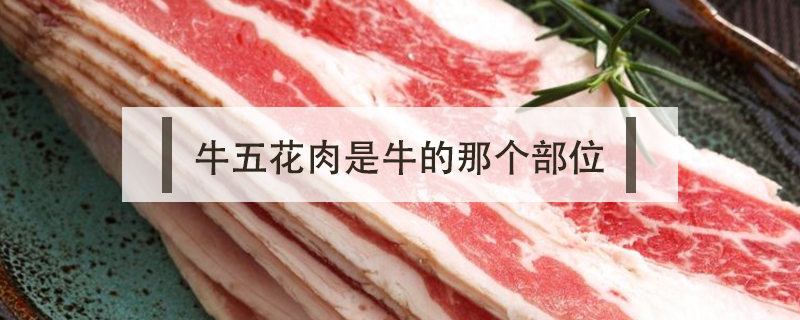 牛五花肉是牛的那個部位