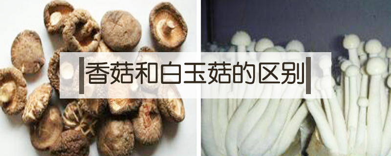 香菇和白玉菇的區別
