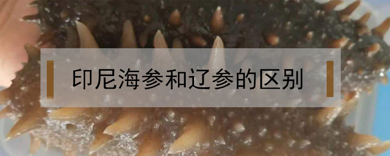 印尼海參和遼參的區(qū)別