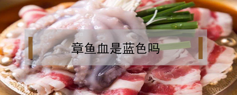 章魚(yú)血是藍(lán)色嗎