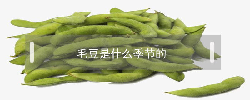 毛豆是什么季節(jié)的