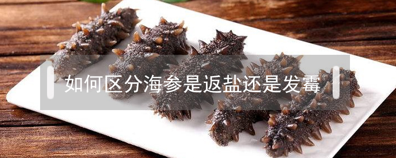 如何區分海參是返鹽還是發霉