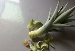 菠蘿怎么種植 菠蘿的室內種植方法