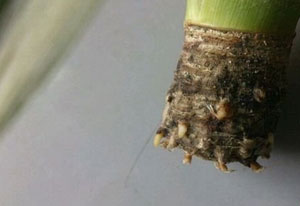 菠蘿怎么種植 菠蘿的室內種植方法
