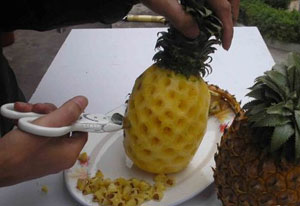 菠蘿怎么種植 菠蘿的室內種植方法