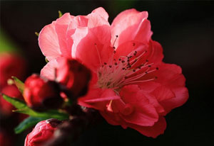蟠桃圖片，蟠桃開(kāi)花圖片，蟠桃的品種有哪些