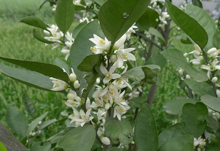 金桔樹會(huì)開花嗎，金桔樹怎么養(yǎng)好