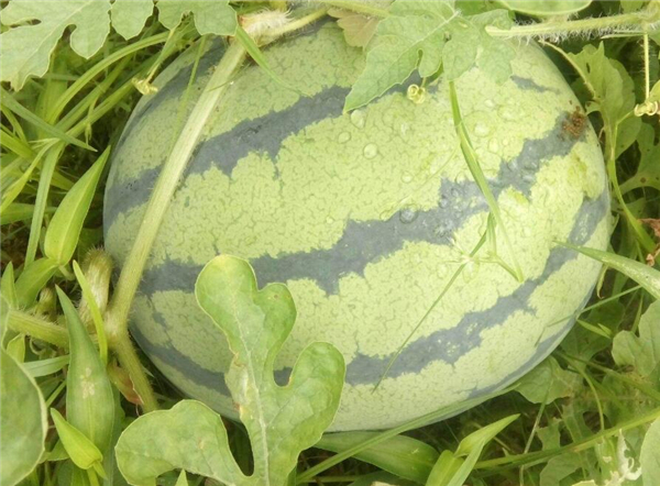 麒麟瓜有哪些營養價值 吃麒麟瓜有什么好處