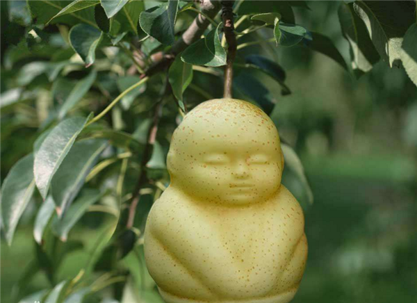 人參果的功效與作用 人參果怎么吃才最好