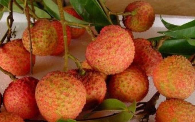 荔枝的品種大全 荔枝種類圖片及介紹