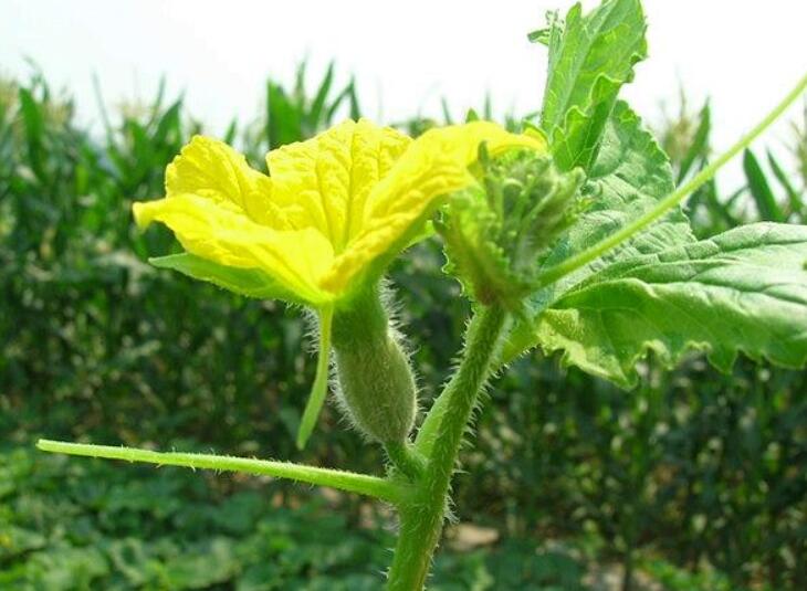 香瓜圖片，香瓜開花圖片，香瓜怎么挑好