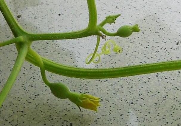 香瓜圖片，香瓜開花圖片，香瓜怎么挑好