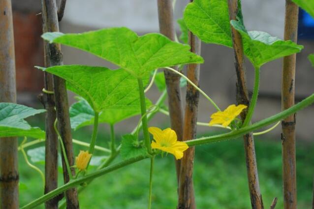 香瓜圖片，香瓜開花圖片，香瓜怎么挑好