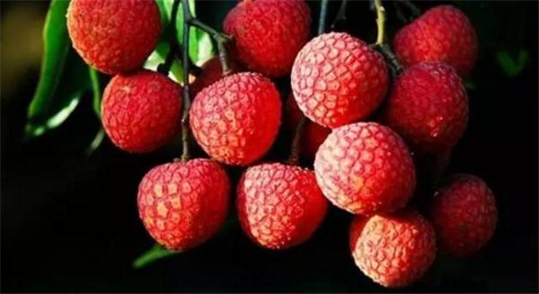 妃子笑荔枝多少錢一斤 2018年妃子笑荔枝價格