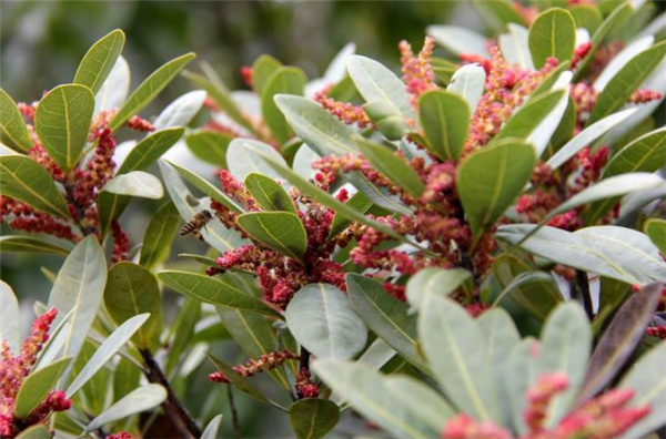 楊梅樹開花會(huì)結(jié)果嗎 開花的楊梅結(jié)果嗎