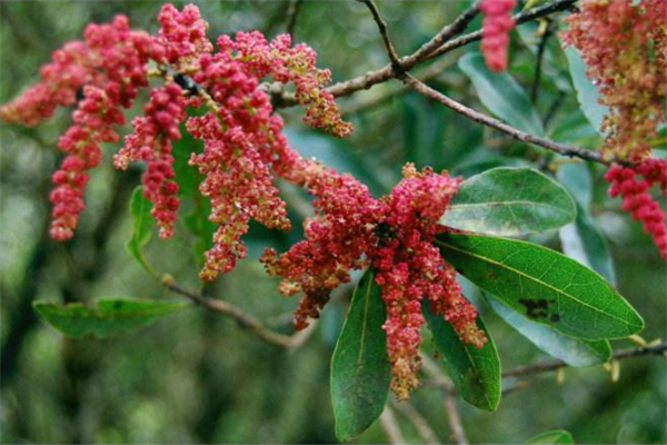 楊梅樹開花會(huì)結(jié)果嗎 開花的楊梅結(jié)果嗎