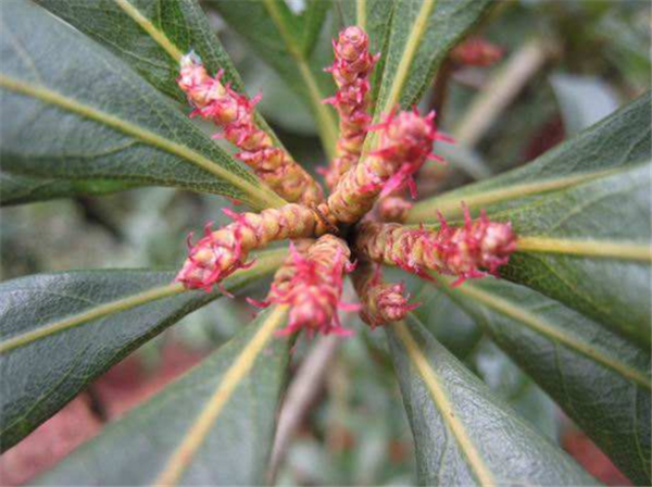 楊梅樹開花會(huì)結(jié)果嗎 開花的楊梅結(jié)果嗎