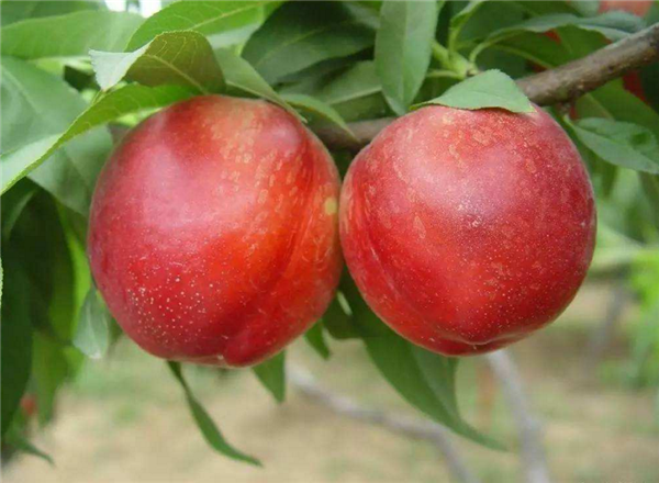 油桃一天吃幾個(gè) 油桃吃多了會(huì)怎樣