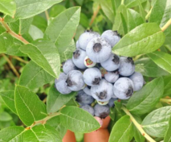 藍莓有哪些品種 藍莓種類大全圖片(圖文詳解)