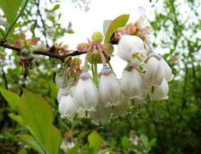 藍莓圖片大全，藍莓干圖片，藍莓樹圖片