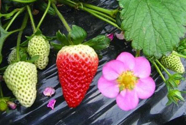 草莓花期可以施肥嗎 草莓夏季怎么養(yǎng)護