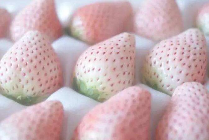 白草莓價格多少錢一斤 白草莓營養價值高不高