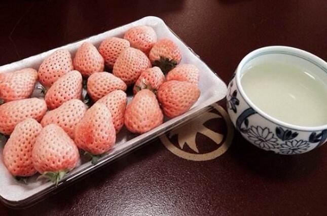 白草莓價格多少錢一斤 白草莓營養價值高不高