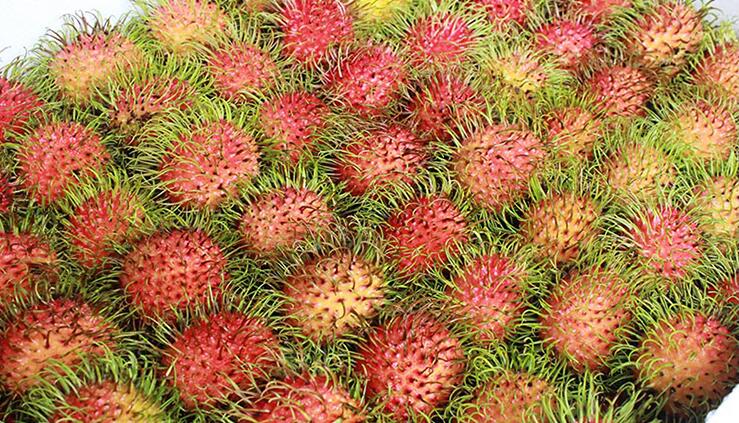 海南紅毛丹圖片大全 水果紅毛丹圖片